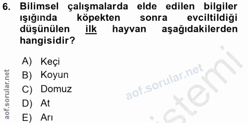 6. soru: Bilimsel çalışmalarda elde edilen bilgiler Işığında köpekten sonra evciltildiği düşünülen ilk hayvan aşağıdakilerden…