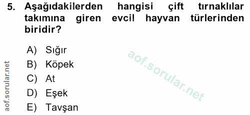 5. soru: Aşağıdakilerden hangisi çift tirnaklilar takımına giren evcil hayvan türlerinden biridir? A) Sığır B) Köpek C) At D)…