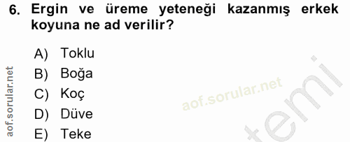 6. soru: Ergin ve üreme yeteneği kazanmış erkek koyuna ne ad verilir? A) Toklu B) Boğa C) Koç D) Düve E) Teke