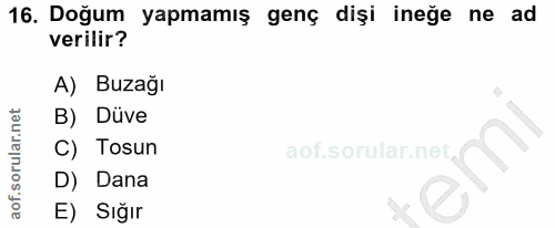 16. soru: Doğum yapmamış genç dişi ineğe ne ad verilir? A) Buzağı B) Düve C) Tosun D) Dana E) Sığır