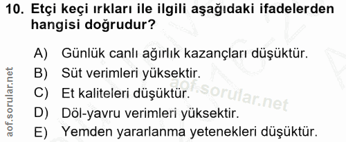 10. soru: Etçi keçi ırkları ile ilgili aşağıdaki ifadelerden hangisi doğrudur? A) Günlük canlı ağırlık kazançları düşüktür. B)…