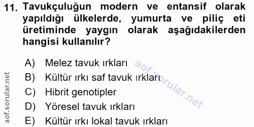 11. soru: Tavukçuluğun modern ve entansif olarak yapıldığı ülkelerde, yumurta ve piliç eti üretiminde yaygın olarak aşağıdakile…