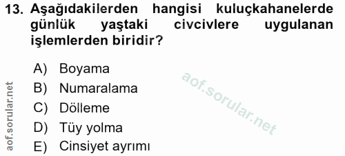 13. soru: Aşağıdakilerden hangisi kuluçkahanelerde günlük yaştaki civcivlere uygulanan işlemlerden biridir? A) Boyama B) Numara…