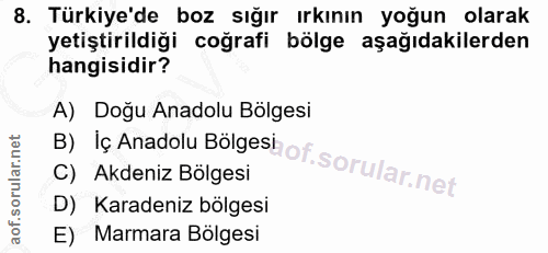 8. soru: Türkiye'de boz sığır ırkının yoğun olarak yetiştirildiği coğrafi bölge aşağıdakilerden hangisidir? A) Doğu Anadolu Bö…