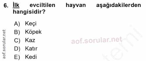 6. soru: ilk evciltilen hayvan aşağıdakilerden hangisidir? A) Keçi B) Köpek aof.sorular.n C) Kaz D) Katır E) Kedi
