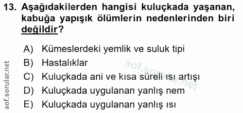 13. soru: Aşağıdakilerden hangisi kuluçkada yaşanan, kabuğa yapışık ölümlerin nedenlerinden biri değildir? A) Kümeslerdeki yeml…