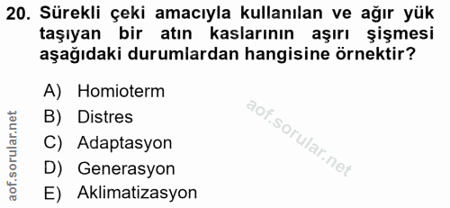 20. soru: Sürekli çeki amacıyla kullanılan ve ağır yük taşıyan bir atın kaslarının aşırı şişmesi aşağıdaki durumlardan hangisin…