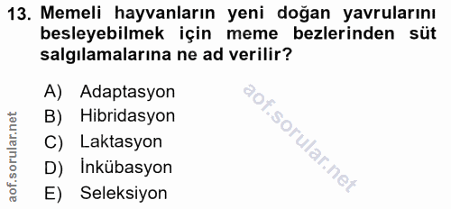 13. soru: Memeli hayvanların yeni doğan yavrularını besleyebilmek için meme bezlerinden süt salgılamalarına ne ad verilir? A) A…