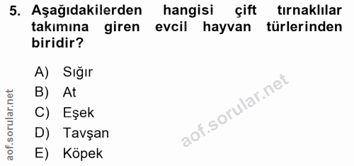 5. soru: Aşağıdakilerden hangisi çift tırnaklılar takımına giren evcil hayvan türlerinden biridir? A) Sığır B) At C) Eşek D) T…