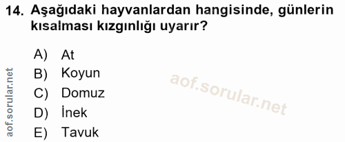 14. soru: Aşağıdaki hayvanlardan hangisinde, günlerin kısalması kızgınlığı uyarır? A) At B) Koyun Domuz D) Inek E) Tavuk