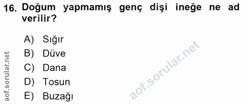 16. soru: Doğum yapmamış genç dişi ineğe ne ad verilir? A) Sığır B) Düve C) Dana D) Tosun E) Buzağı