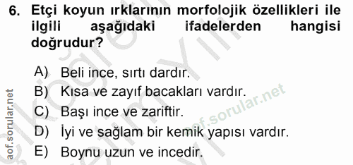6. soru: Etçi koyun ırklarının morfolojik özellikleri ile ilgili aşağıdaki ifadelerden hangisi doğrudur? A) Beli ince, sırtı d…