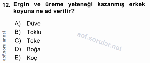 12. soru: Ergin ve üreme yeteneği kazanmış erkek koyuna ne ad verilir? A) Düve net B) Toklu rula C) Teke aof.s D) Boğa E) Koç