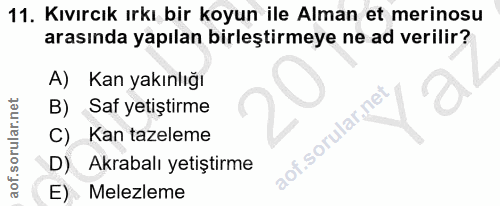 11. soru: Kıvırcık ırkı bir koyun ile Alman et merinosu arasında yapılan birleştirmeye ne ad verilir? Kan yakınlığı B) Saf yeti…