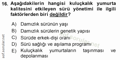 16. soru: Aşağıdakilerin hangisi kuluçkalık yumurta kalitesini etkileyen sürü yönetimi ile ilgili faktörlerden biri değildir? A…
