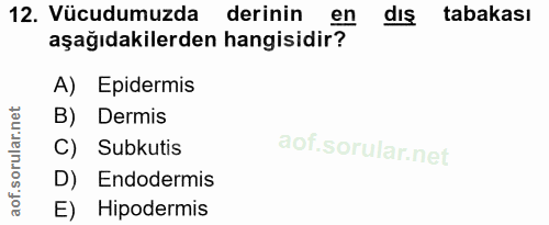 12. soru: Vücudumuzda derinin en dış tabakası aşağıdakilerden hangisidir? A) Epidermis B) Dermis C) Subkutis D) Endodermis E) H…