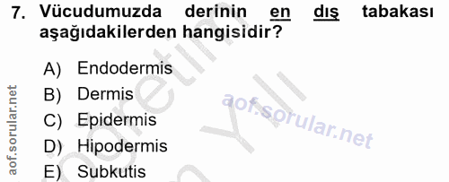 7. soru: Vücudumuzda derinin en dış tabakası aşağıdakilerden hangisidir? A) Endodermis B) Dermis aof.sprular.net C) Epidermis…