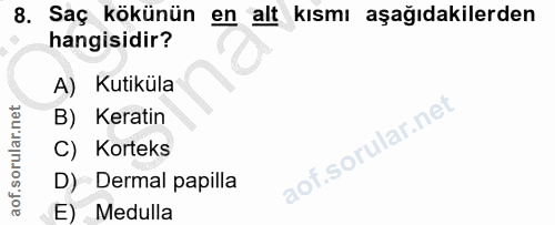 8. soru: Saç kökünün en alt kısmı aşağıdakilerden hangisidir? A) Kutiküla B) Keratin C) Korteks D) Dermal papilla E) Medulla