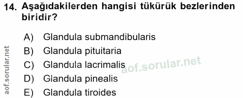 14. soru: Aşağıdakilerden hangisi tükürük bezlerinden biridir? A) Glandula submandibularis B) Glandula pituitaria C) Glandula l…