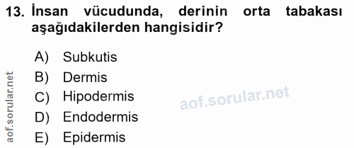 13. soru: Insan vücudunda, derinin orta tabakası aşağıdakilerden hangisidir? A) Subkutis B) Dermis C) Hipodermis D) Endodermis…