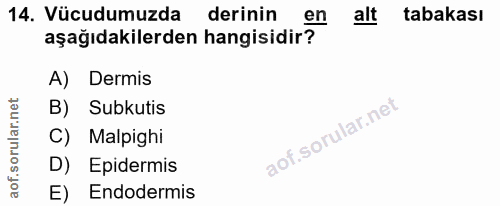14. soru: Vücudumuzda derinin en alt tabakası aşağıdakilerden hangisidir? A) Dermis B) Subkutis C) Malpighi D) Epidermis E) End…