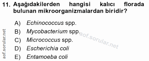 11. soru: Aşağıdakilerden hangisi kalıcı florada bulunan mikroorganizmalardan biridir? A) Echinococcus spp. B) Mycobacterium sp…