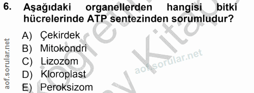 6. soru: Aşağıdaki organellerden hangisibitki hücrelerinde ATP sentezinden sorumludur? A) Çekirdek B) Mitokondri Lizozom Kloro…