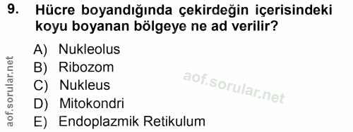 9. soru: Hücre boyandığında çekirdeğin içerisindeki koyu boyanan bölgeye ne ad verilir? A) Nukleolus B) Ribozom C) Nukleus D)…