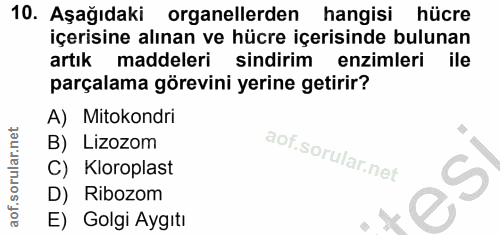 10. soru: Aşağıdaki organellerden hangisi hücre içerisine alınan ve hücre içerisinde bulunan artık maddeleri sindirim enzimleri…