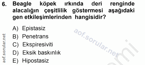 6. soru: Beagle köpek irkinda deri renginde alacalığın çeşitlilik göstermesi aşağıdaki gen etkileşimlerinden hangisidir? A) Ep…