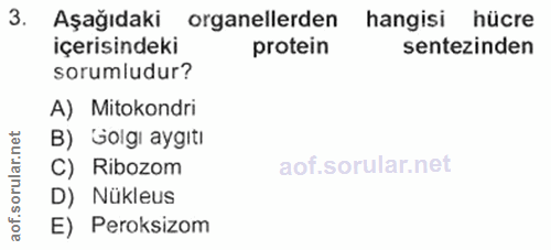 3. soru: Aşağıdaki organellerden hangisi hücre içerisindeki protein sentezinden sorumludur? A) Mitokondri B) Golgı aygıtı rula…