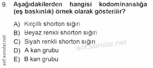 9. soru: Aşağıdakilerden hangisi kodominanslığa (eş baskınlık) örnek olarak gösterilir? A) Kırçıllı shorton sığırı B) Beyaz re…