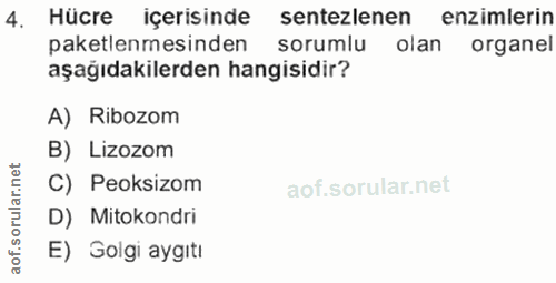 4. soru: Hücre içerisinde sentezlenen enzimlerin paketlenmesinden sorumlu olan organel aşağıdakilerden hangisidir? A) Ribozom…