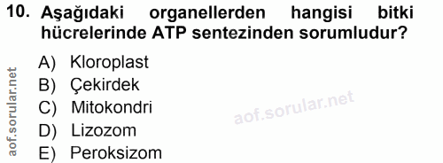 10. soru: Aşağıdaki organellerden hangisi bitki hücrelerinde ATP sentezinden sorumludur? A) Kloroplast B) Çekirdek C) Mitokondr…