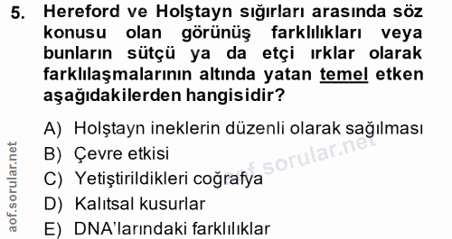5. soru: Hereford ve Holştayn sığırları arasında söz konusu olan görünüş farklılıkları veya bunların sütçü ya da etçi ırklar o…