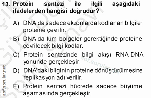 13. soru: Protein sentezi ile ilgili aşağıdaki ifadelerden hangisi doğrudur? A) DNA da sadece ekonlarda kodlanan bilgiler prote…