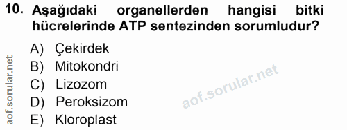 10. soru: Aşağıdaki organellerden hangisi bitki hücrelerinde ATP sentezinden sorumludur? A) Çekirdek B) Mitokondri C) Lizozom D…