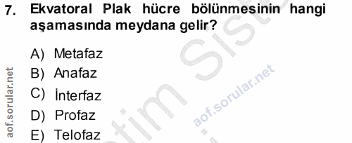 7. soru: Ekvatoral Plak hücre bölünmesinin hangi aşamasında meydana gelir? A) Metafaz B) Anafaz C) interfaz D) Profaz E) Telofaz