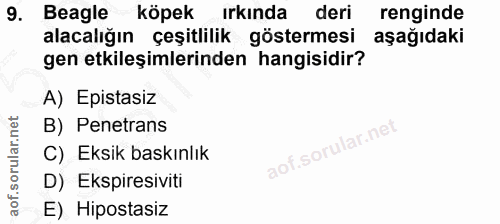 9. soru: Beagle köpek ırkında deri renginde alacalığın çeşitlilik göstermesi aşağıdaki gen etkileşimlerinden hangisidir? A) Ep…