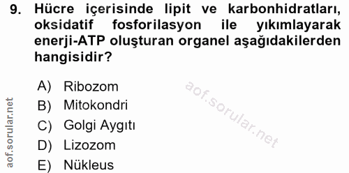 9. soru: Hücre içerisinde lipit ve karbonhidratları, oksidatif fosforilasyon ile yıkımlayarak enerji-ATP oluşturan organel aşa…