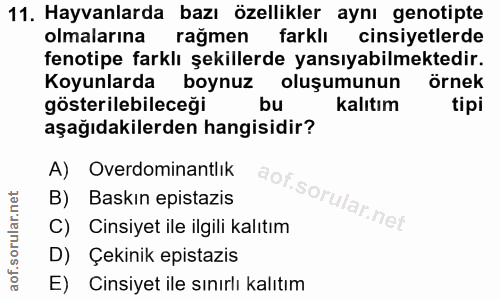 11. soru: Hayvanlarda bazı özellikler aynı genotipte olmalarına rağmen farklı cinsiyetlerde fenotipe farklı şekillerde yansıyab…
