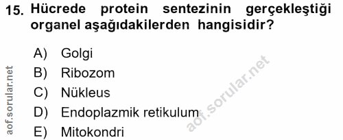 15. soru: Hücrede protein sentezinin gerçekleştiği organel aşağıdakilerden hangisidir? A) Golgi B) Ribozom C) Nükleus D)E Endop…