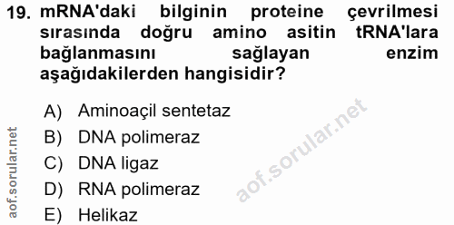 19. soru: mRNA'daki bilginin proteine çevrilmesi sırasında doğru amino asitin tRNA'lara bağlanmasını sağlayan enzim aşağıdakile…