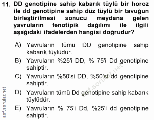 11. soru: DD genotipine sahip kabarık tüylü bir horoz ile dd genotipine sahip düz tüylü bir tavuğun birleştirilmesi sonucu meyd…
