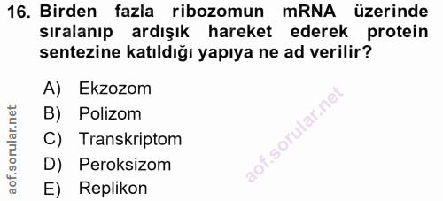 16. soru: Birden fazla ribozomun mRNA üzerinde sıralanıp ardışık hareket ederek protein sentezine katıldığı yapıya ne ad verili…