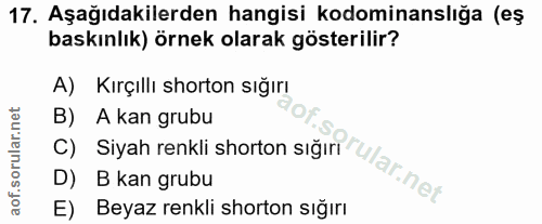 17. soru: Aşağıdakilerden hangisi kodominanslığa (eş baskınlık) örnek olarak gösterilir? A) Kırçıllı shorton sığırı B) A kan gr…