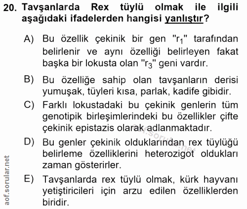 20. soru: Tavşanlarda Rex tüylü olmak ile ilgili aşağıdaki ifadelerden hangisi yanlıştır? A) Bu özellik çekinik bir gen "ri" ta…