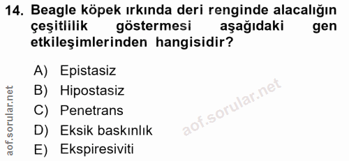 14. soru: Beagle köpek ırkında deri renginde alacalığın çeşitlilik göstermesi aşağıdaki gen etkileşimlerinden hangisidir? A) Ep…