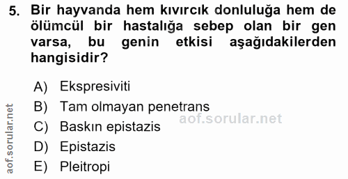 5. soru: Bir hayvanda hem kıvırcık donluluğa hem de ölümcül bir hastalığa sebep olan bir gen varsa, bu genin etkisi aşağıdakil…