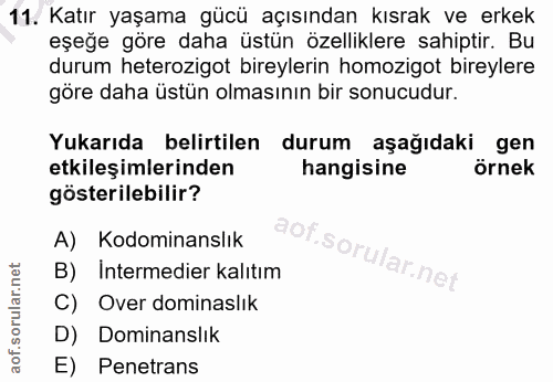11. soru: Katır yaşama gücü açısından kısrak ve erkek eşeğe göre daha üstün özelliklere sahiptir. Bu durum heterozigot bireyler…